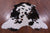 Tricolor Natural Cowhide Rug - Large 6'7"H x 5'3"W