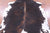Tricolor Natural Cowhide Rug - X-Large 7'0"H x 6'3"W