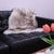 100% Natural New Zealand Sheepskin Wolf 2' 0" x 3' 0"