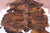 Brindle Natural Cowhide Rug - X-Large 7'2"H x 6'6"W