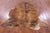 Light Brindle Natural Cowhide Rug - Large 6'6"H x 5'10"W