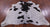 Brown & White Natural Cowhide Rug - Small 5' 0"H x 5' 5"W
