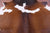 Brown & White Natural Cowhide Rug - Medium 6' 3"H x 5' 7"W