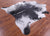 Black Salt & Pepper Natural Cowhide Rug - XX-Large 7' 8"H x 7' 1"W