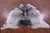 Black Salt & Pepper Natural Cowhide Rug - Large 6' 8"H x 6' 4"W
