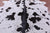Black Salt & Pepper Natural Cowhide Rug - X-Large 7' 5"H x 6' 10"W