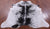 Black Salt & Pepper Natural Cowhide Rug - X-Large 7' 0"H x 5' 11"W