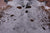 Brown Salt & Pepper Natural Cowhide Rug - X-Large 7' 2"H x 6' 3"W