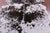 Brown Salt & Pepper Natural Cowhide Rug - X-Large 7' 4"H x 6' 5"W