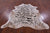 Tiger Animal Print Natural Cowhide Rug - X-Large 7' 0"H x 6' 5"W