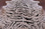 Tiger Animal Print Natural Cowhide Rug - X-Large 7' 0"H x 6' 5"W