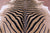 Zebra Animal Print Natural Cowhide Rug - XX-Large 7' 11"H x 6' 8"W