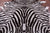 Zebra Animal Print Natural Cowhide Rug - X-Large 7' 5"H x 6' 9"W