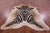 Zebra Animal Print Natural Cowhide Rug - XX-Large 7' 8"H x 6' 8"W
