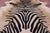 Zebra Animal Print Natural Cowhide Rug - XX-Large 7' 8"H x 6' 8"W