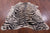 Tiger Animal Print Natural Cowhide Rug - X-Large 7' 4"H x 6' 3"W