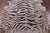Tiger Animal Print Natural Cowhide Rug - X-Large 7' 1"H x 6' 0"W