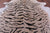 Tiger Animal Print Natural Cowhide Rug - XX-Large 7' 8"H x 6' 10"W