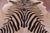 Zebra Animal Print Natural Cowhide Rug - X-Large 7' 4"H x 6' 0"W