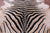 Zebra Animal Print Natural Cowhide Rug - X-Large 7' 5"H x 6' 9"W