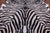 Zebra Animal Print Natural Cowhide Rug - X-Large 7' 6"H x 6' 5"W