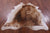 Lion Printed Natural Cowhide Rug - Large 6' 9"H x 5' 8"W