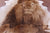 Lion Printed Natural Cowhide Rug - Large 6' 9"H x 5' 8"W