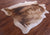 Lion Printed Natural Cowhide Rug - Large 6' 9"H x 5' 8"W