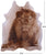Lion Printed Natural Cowhide Rug - Large 6' 9"H x 5' 8"W