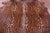 Gazelle Deer Animal Print Natural Cowhide Rug - Large 6' 5"H x 5' 9"W