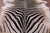 Zebra Animal Print Natural Cowhide Rug - XX-Large 8' 0"H x 6' 7"W