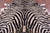 Zebra Animal Print Natural Cowhide Rug - XX-Large 7' 9"H x 6' 9"W