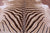 Zebra Animal Print Natural Cowhide Rug - X-Large 7' 4"H x 6' 6"W
