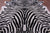 Zebra Animal Print Natural Cowhide Rug - XX-Large 7' 10"H x 6' 6"W