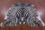 Zebra Animal Print Natural Cowhide Rug - X-Large 7' 0"H x 6' 4"W