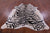 Tiger Animal Print Natural Cowhide Rug - X-Large 7' 1"H x 6' 5"W