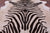 Zebra Animal Print Natural Cowhide Rug - X-Large 7' 4"H x 6' 6"W