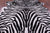 Zebra Animal Print Natural Cowhide Rug - X-Large 7' 1"H x 6' 2"W
