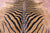 Zebra Animal Print Natural Cowhide Rug - XX-Large 7' 10"H x 6' 10"W