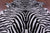 Zebra Animal Print Natural Cowhide Rug - XX-Large 7' 9"H x 6' 4"W