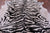 Tiger Animal Print Natural Cowhide Rug - X-Large 7' 5"H x 6' 5"W