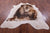 Lion Printed Natural Cowhide Rug - X-Large 7' 4"H x 6' 5"W