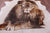 Lion Printed Natural Cowhide Rug - X-Large 7' 4"H x 6' 5"W