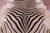 Zebra Animal Print Natural Cowhide Rug - XX-Large 7' 9"H x 6' 9"W