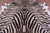 Zebra Animal Print Natural Cowhide Rug - XX-Large 8' 2"H x 6' 9"W