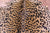 Cheetah Animal Print Natural Cowhide Rug - X-Large 7' 6"H x 6' 5"W