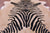 Zebra Animal Print Natural Cowhide Rug - XX-Large 8' 1"H x 6' 10"W
