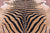 Zebra Animal Print Natural Cowhide Rug - XX-Large 7' 10"H x 6' 9"W
