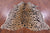 Cheetah Animal Print Natural Cowhide Rug - X-Large 7' 5"H x 6' 2"W