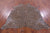 Leopard Animal Print Natural Cowhide Rug - Large 6' 8"H x 6' 2"W